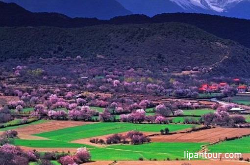 <b>又是三月桃花季，唯有西藏全景游雙臥12日可升級臥飛，雙飛</b>