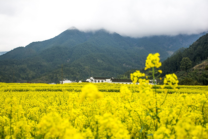 婺源江嶺、篁嶺純玩雙高