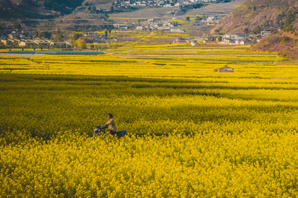 婺源油菜花.源頭古村.屯溪